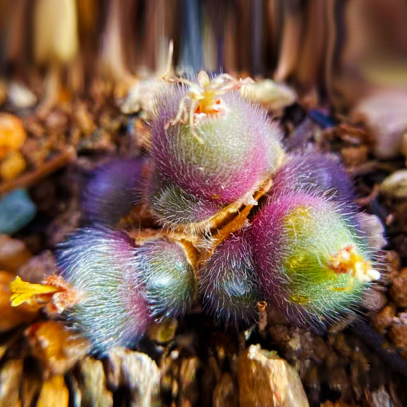 精品产地毛球肉斯蒂芬毛球一物一拍母本本多植物多肉植物