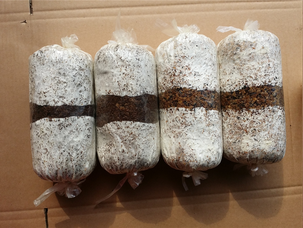 食用菌平菇菌种颗粒种菌种二级种原种栽培种枝条种春季夏季