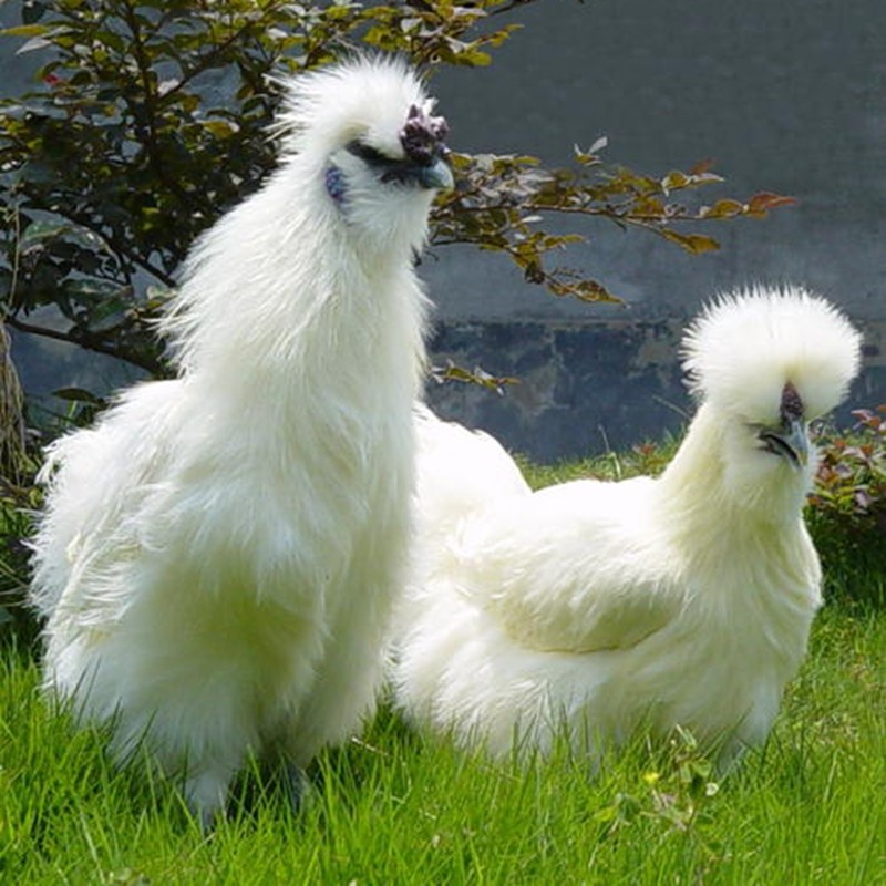 正宗泰和丝白乌鸡白凤鸡白羽乌骨鸡半大青年下蛋整鸡