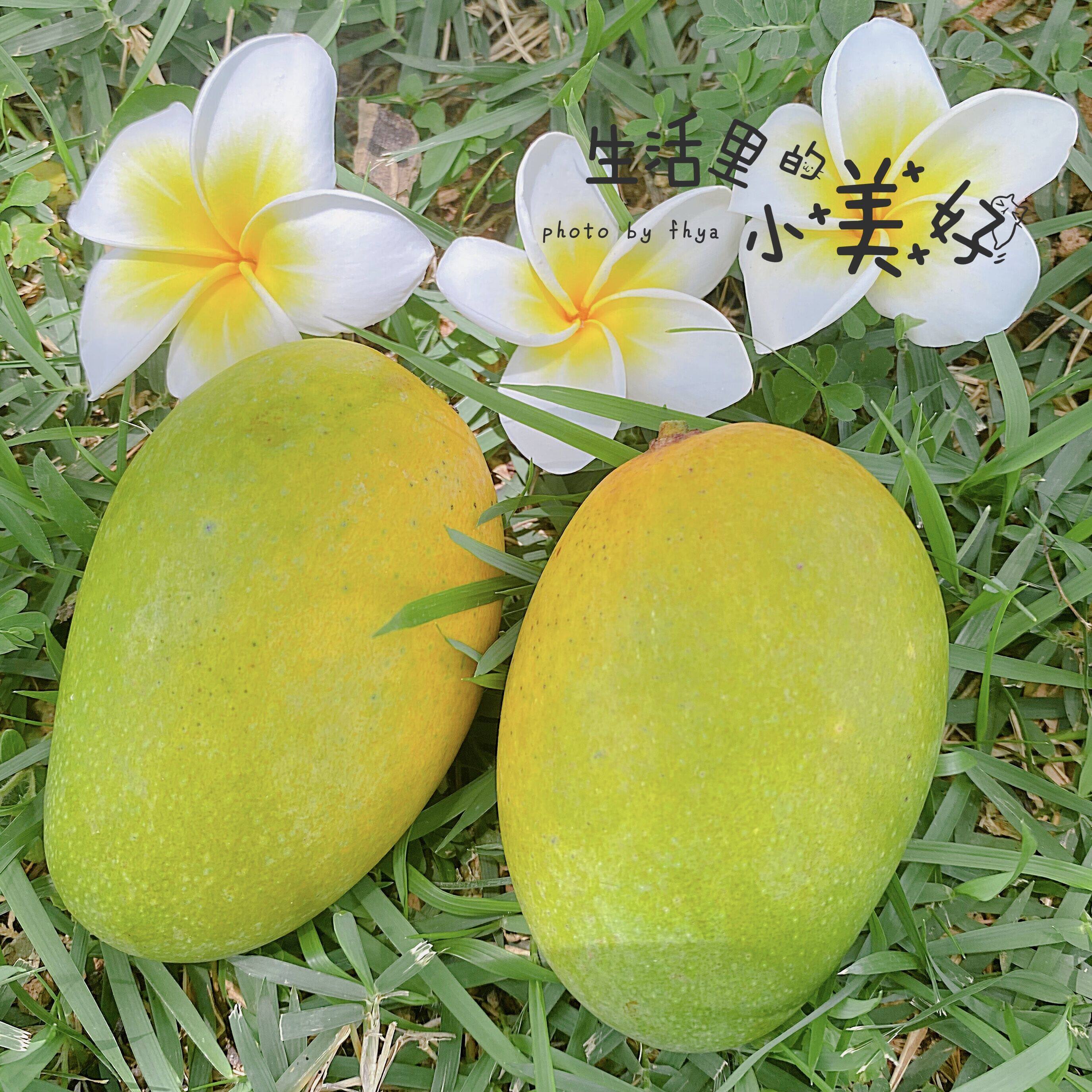 海南鸡蛋芒果椰香绿皮青皮新鲜水果5斤1020个芒果