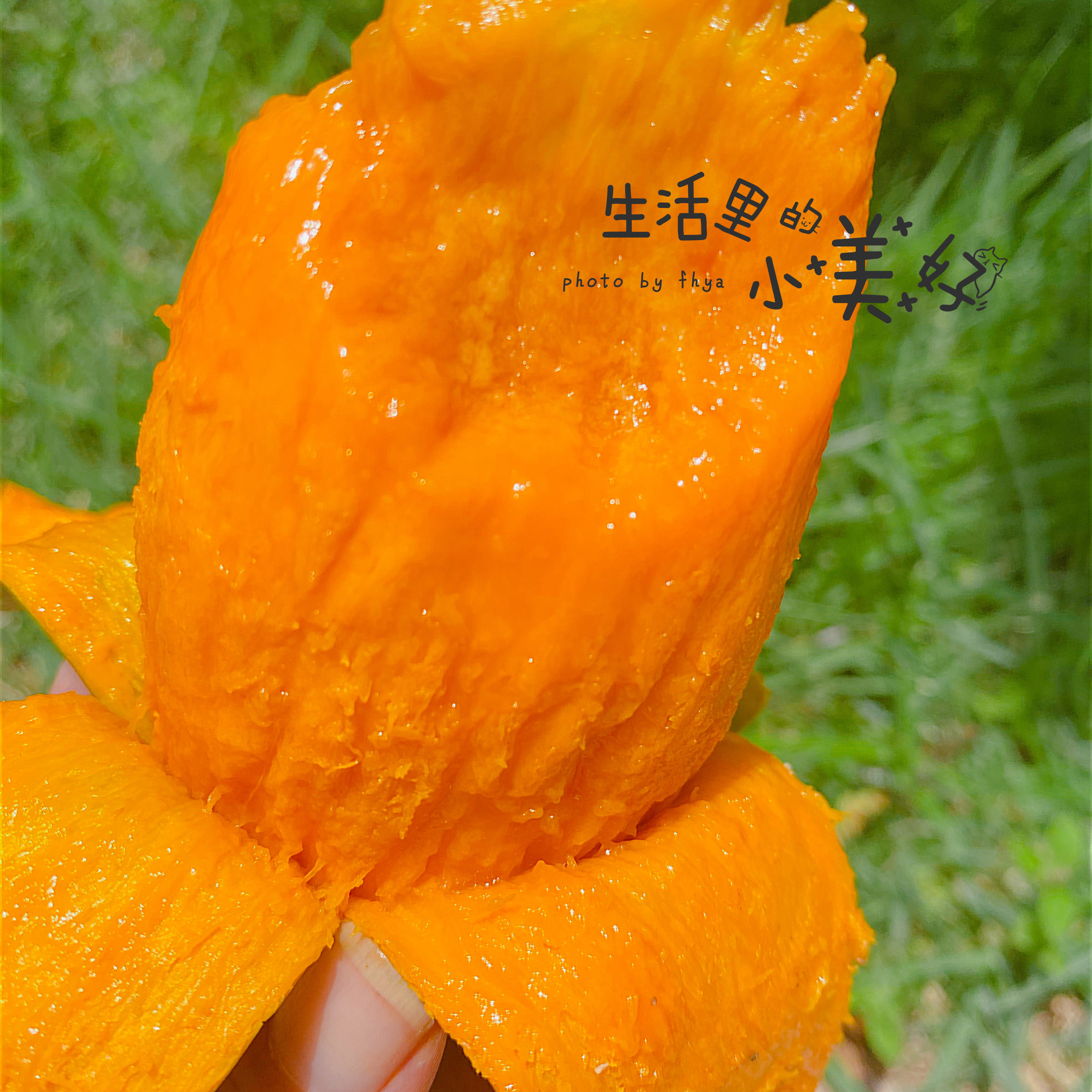 海南鸡蛋芒果椰香绿皮青皮新鲜水果5斤1020个芒果