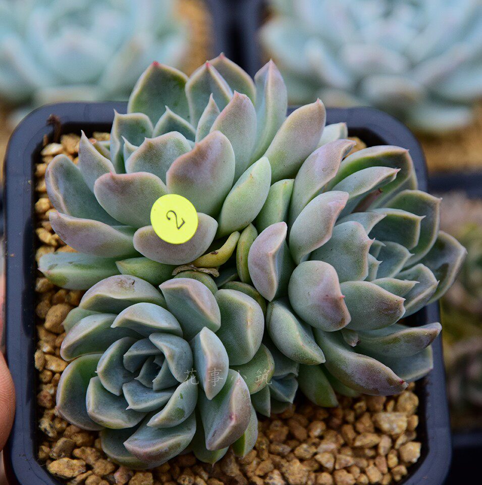 辛普森一物一拍多肉景天单头群生老桩绿植净化空气多肉植物