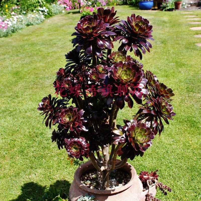 绿箭三色法师多肉植物老桩群生一图一物一拍多肉植物