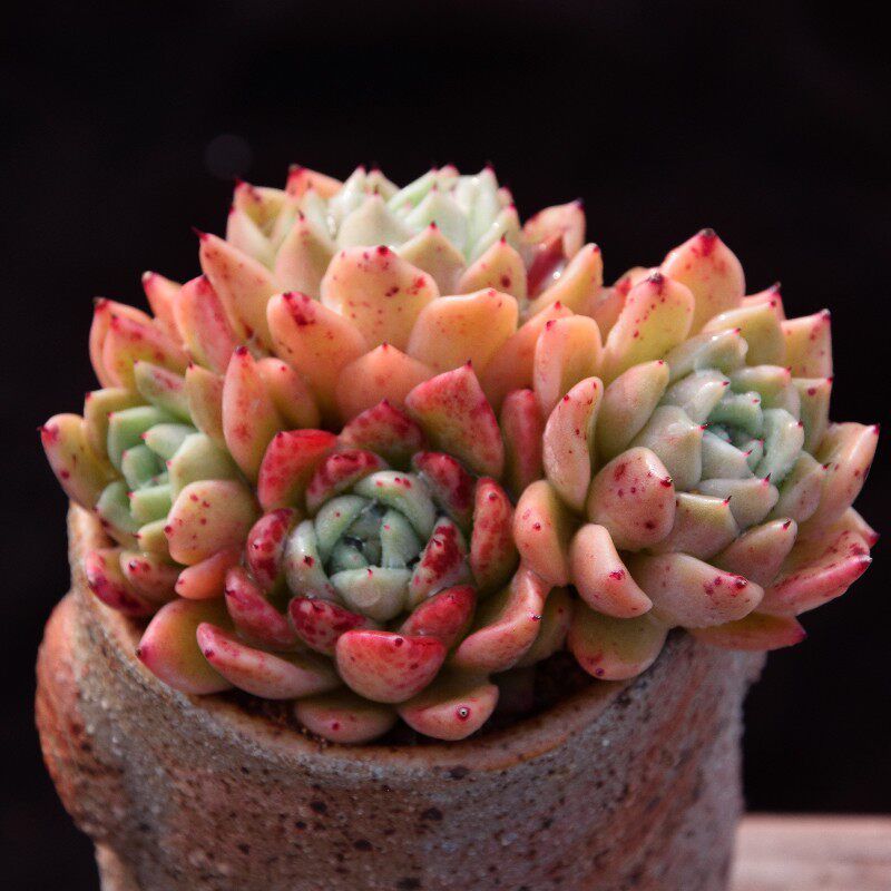 货多肉拉霍亚拉霍亚爪暗纹爪系多肉植物超萌多肉植物