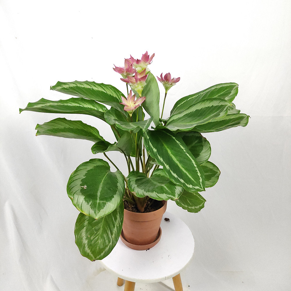 青莲盆栽观花叶观花室内观网红竹芋ins绿植欧风绿植