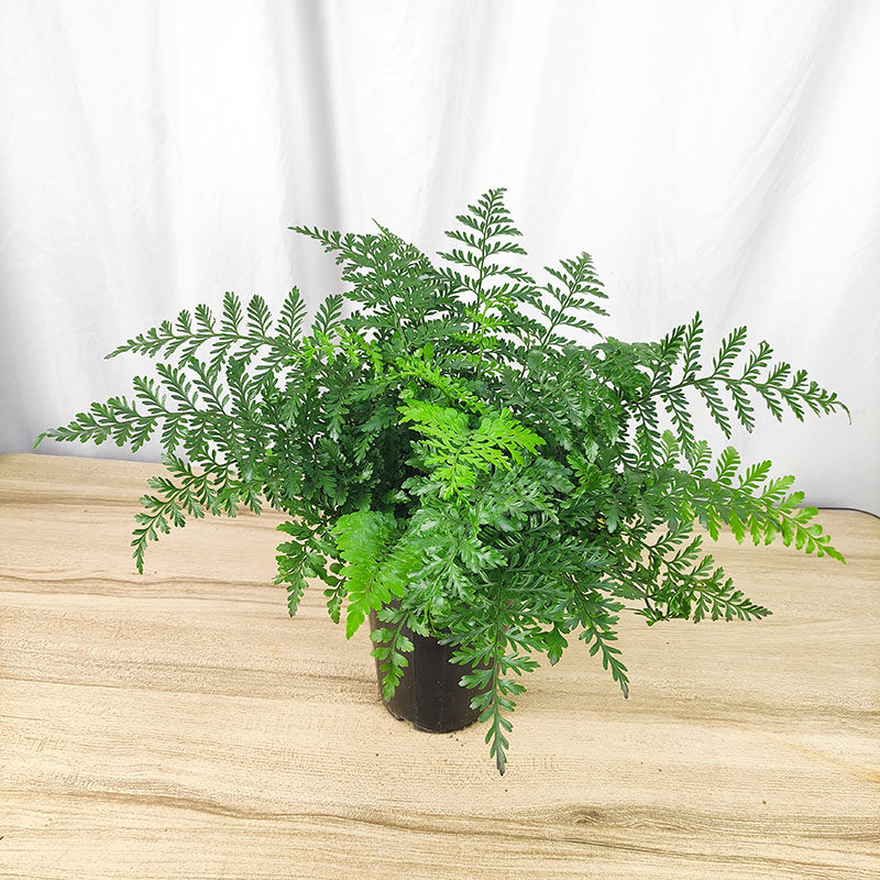 吉姆蕨长叶肾蕨波斯顿进口澳洲宝石网红绿植室内绿植