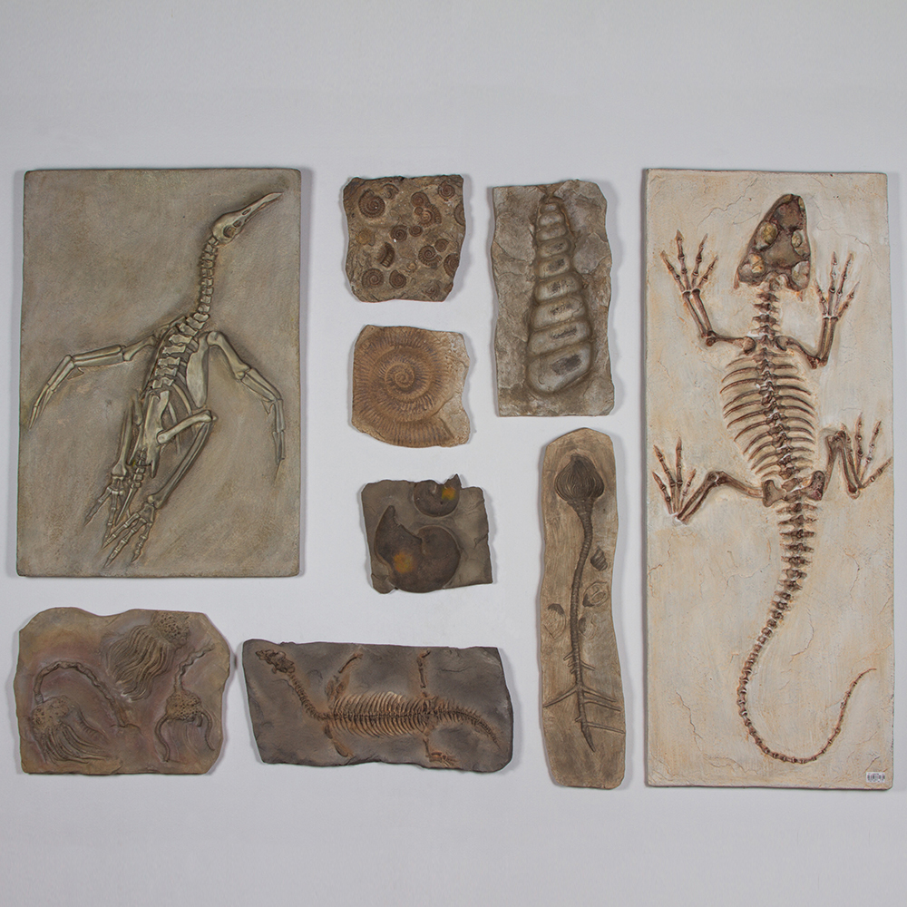树脂仿真远古古生物恐龙爬虫化石壁挂墙面装饰壁饰