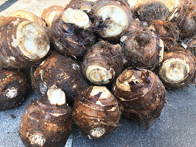 芋头浦城母大非荔浦芋福建香脆口感新鲜蔬菜芋头