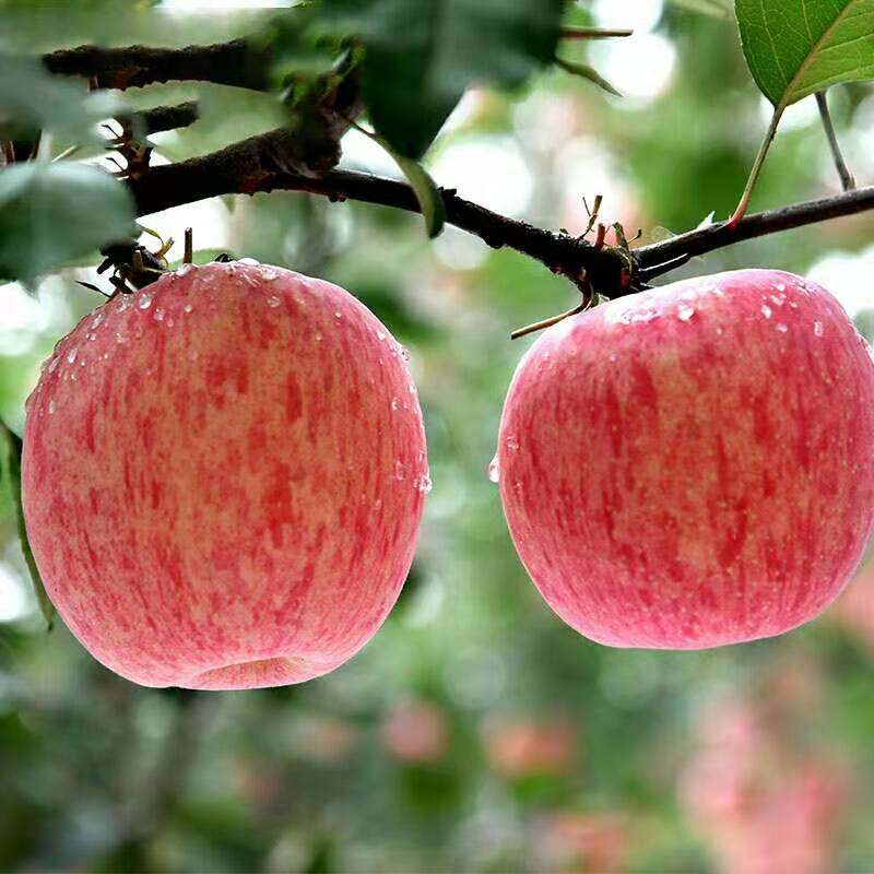 苹果山西运城万荣脆甜红红富士应当当季新鲜孕妇苹果