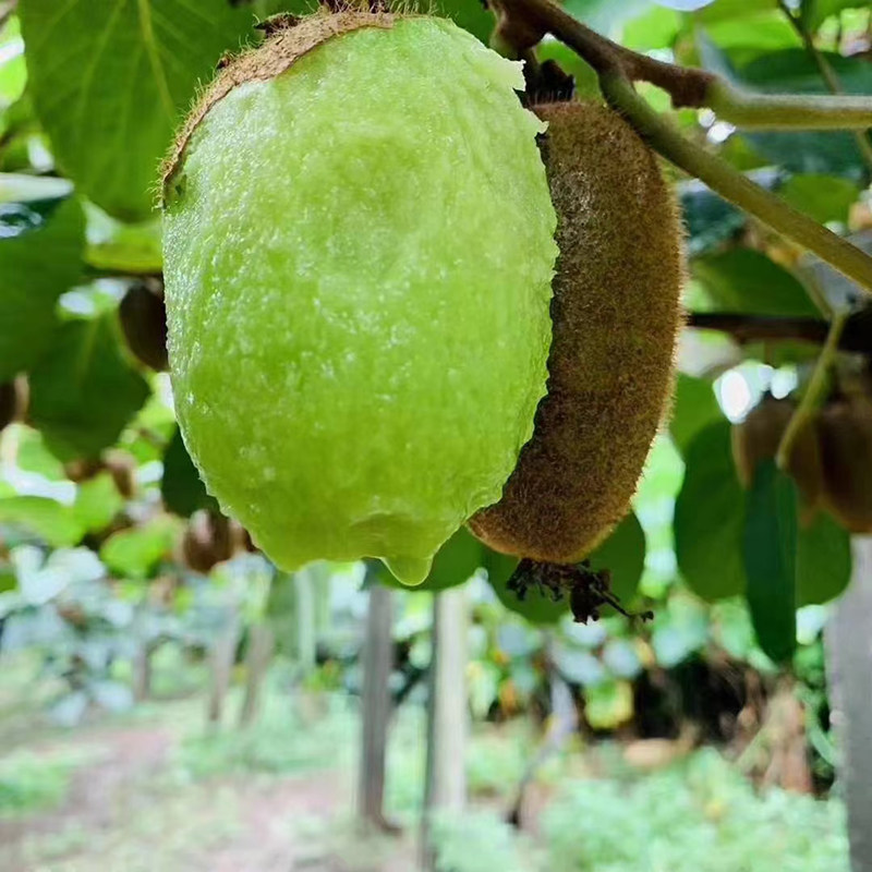 包邮陕西眉县徐香绿猕猴桃10斤新鲜现货奇异果水果奇异果