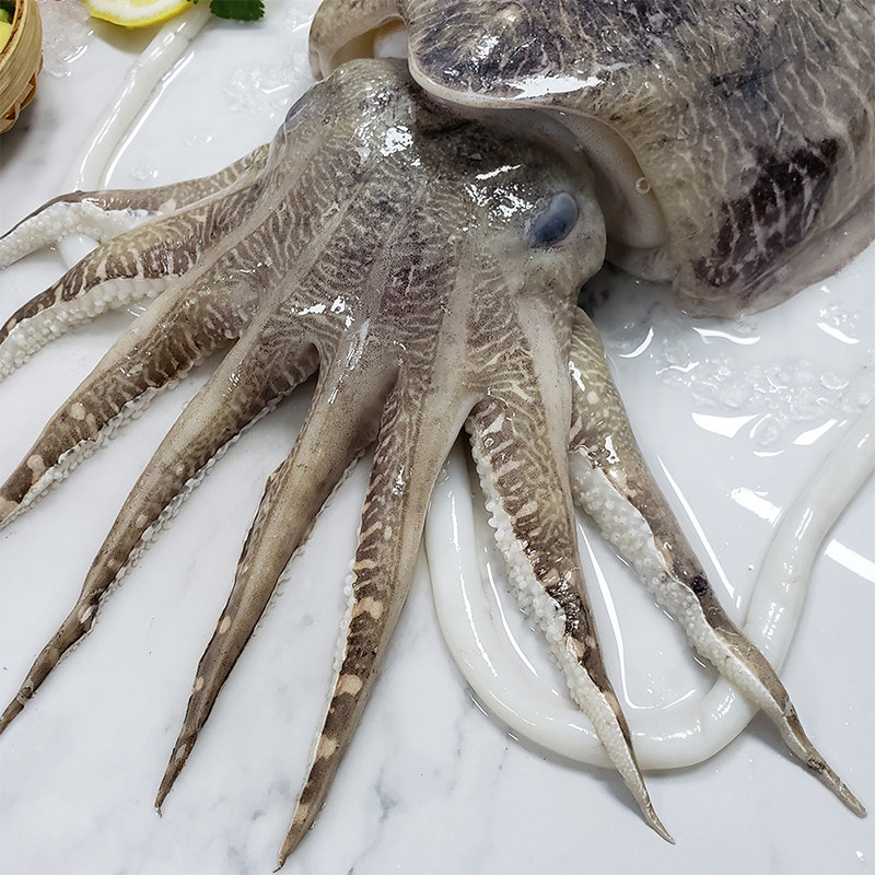 墨鱼福建新鲜海鲜天然鲜活大墨乌贼目鱼冷冻冷冻墨鱼