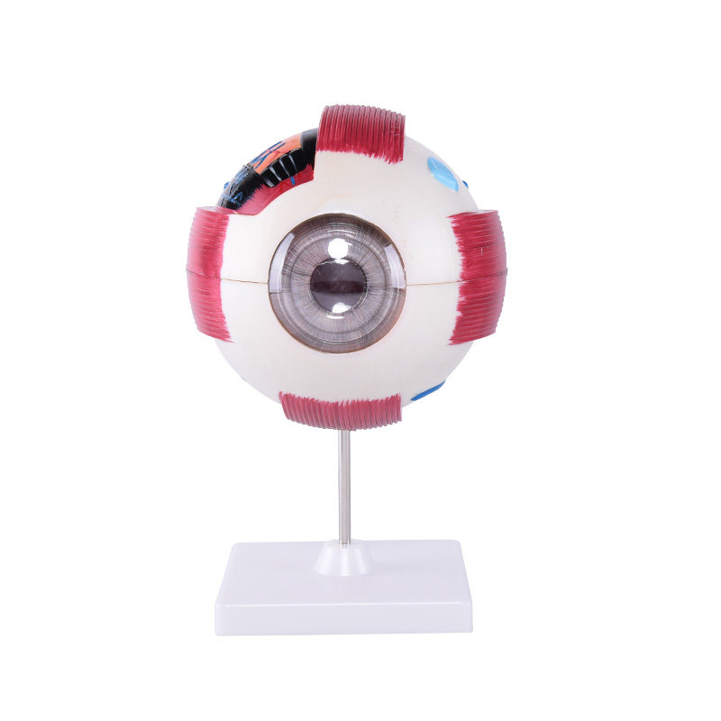 眼球模型人体教学演示医学立体眼科五官构造教学仪器