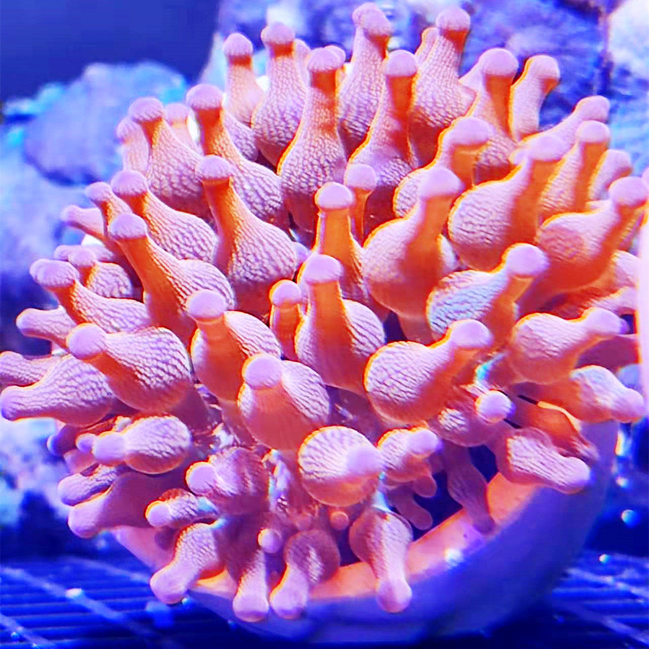 奶嘴海葵小丑共生荧光紫点地毯公主快递包邮其它水族宠物