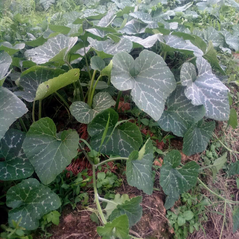 南瓜邵阳农产品新鲜藤梗2斤中段不带精选藤尖叶菜类