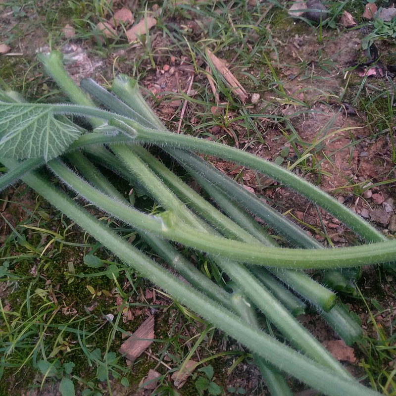 南瓜邵阳农产品新鲜藤梗2斤中段不带精选藤尖叶菜类