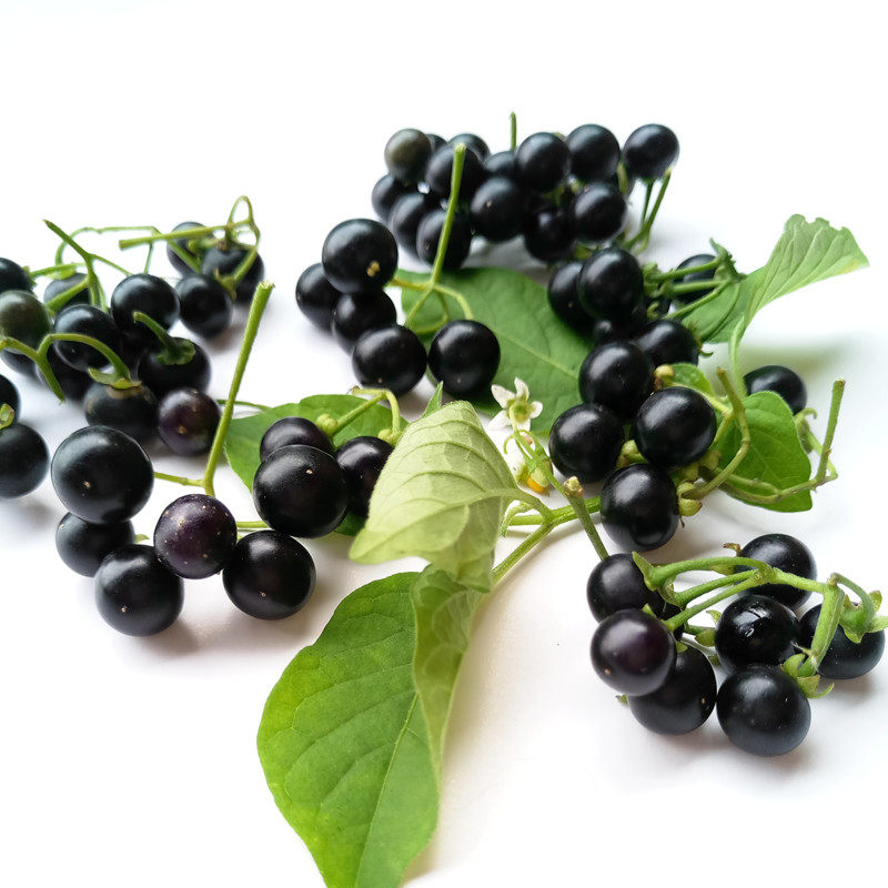 野生新鲜龙葵果100g东山北岭当天现摘黑悠悠天天茄子甜甜成熟水果