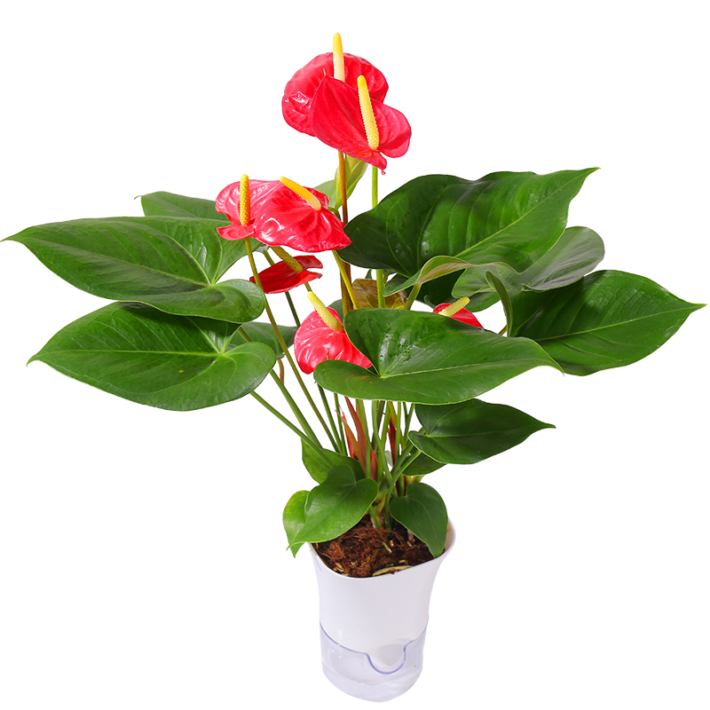 水培植物红掌盆栽室内花卉鸿运当头水养粉掌白掌一帆风顺好养绿植