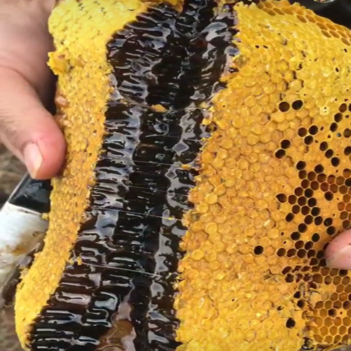 缅甸云南 野生黑蜂蜜 纯天然 高山米团花 掸邦高原原始森林土蜂蜜