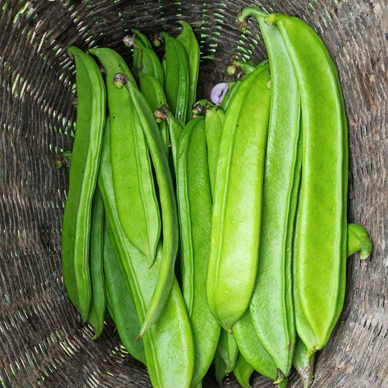 豆角红白刀豆种子洋刀扁豆刀板豆孑阳台台长家庭园艺种子