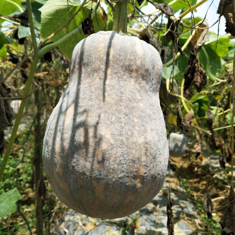 一口口香qq南瓜种子种籽板栗高产迷你小南瓜家庭园艺种子