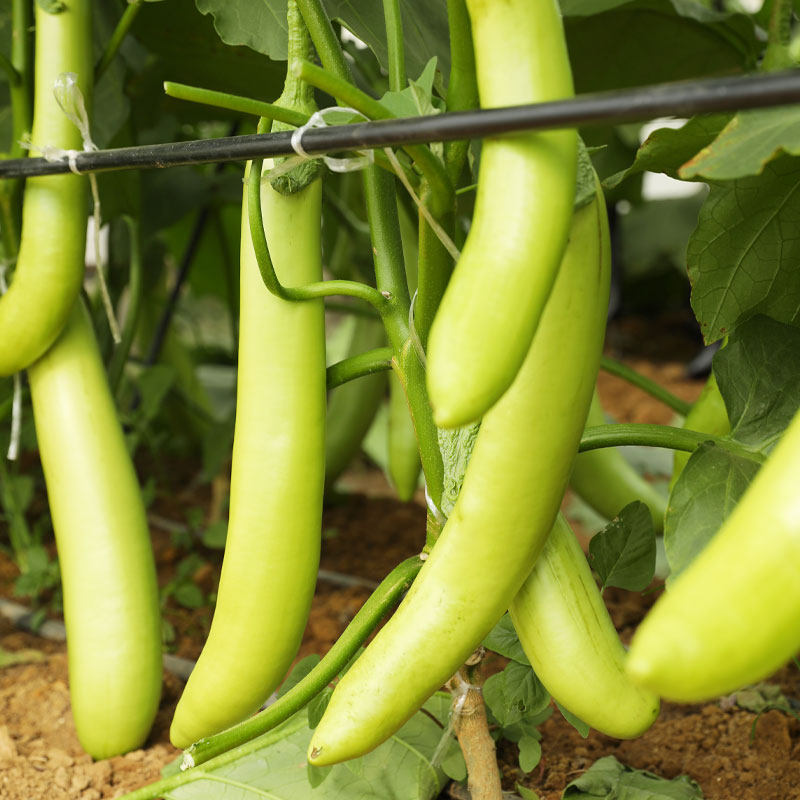 绿长种子种籽绿皮绿色茄子苗秧早熟耐热秧苗家庭园艺种子