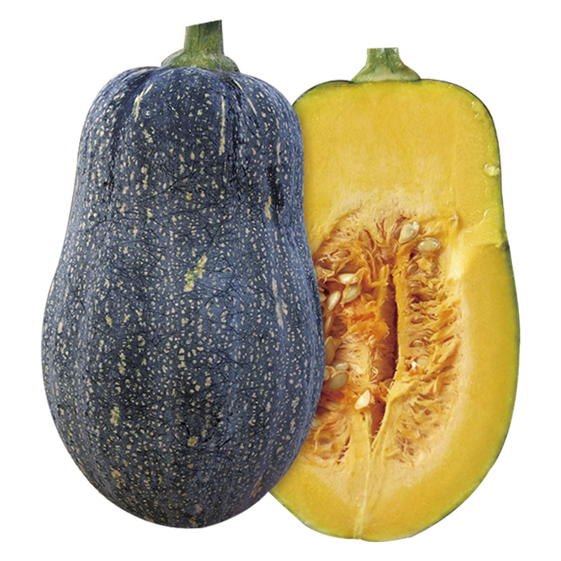 一口口香qq南瓜种子种籽板栗高产迷你小南瓜家庭园艺种子