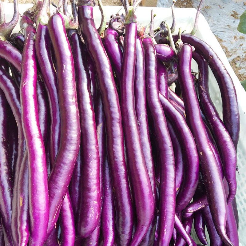 杭茄一号长茄种子种籽秧苗线茄特大茄子苗秧家庭园艺种子