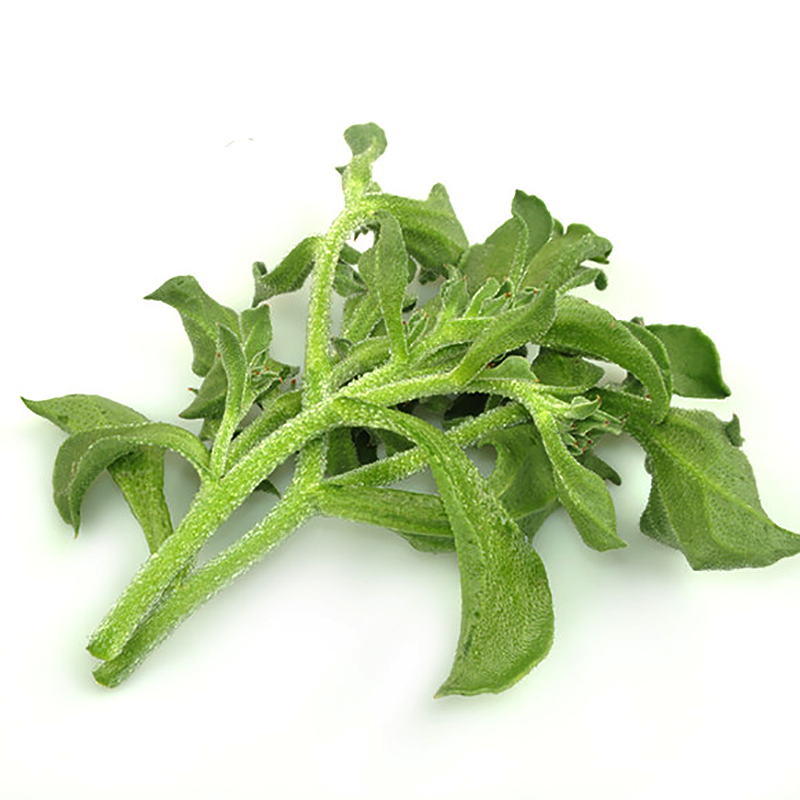 水晶冰菜冰草种籽春秋夏冬四季南方家庭阳台家庭园艺种子