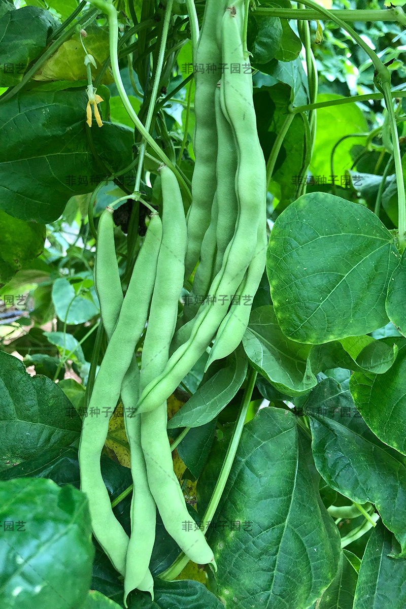 特嫩架四季芸豆菜豆刀豆豆角种籽大田阳台盆栽家庭园艺种子
