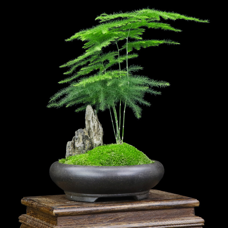 盆景文竹山水造型室内绿植禅意盆栽净化空气观赏绿植