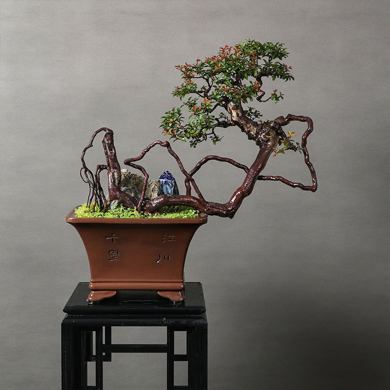 室内一物一拍st0382古树雀梅提根植物盆景老桩绿植