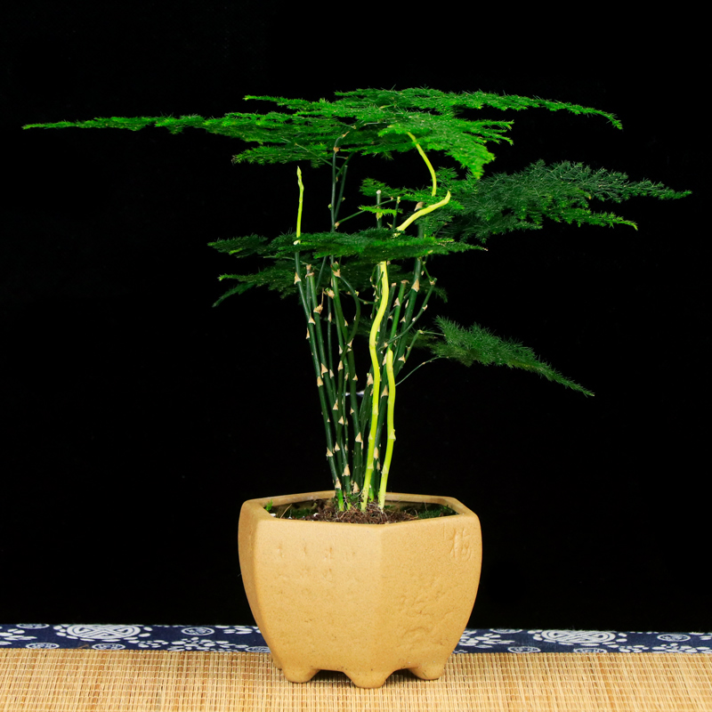 盆景文竹山水造型室内绿植禅意盆栽净化空气观赏绿植