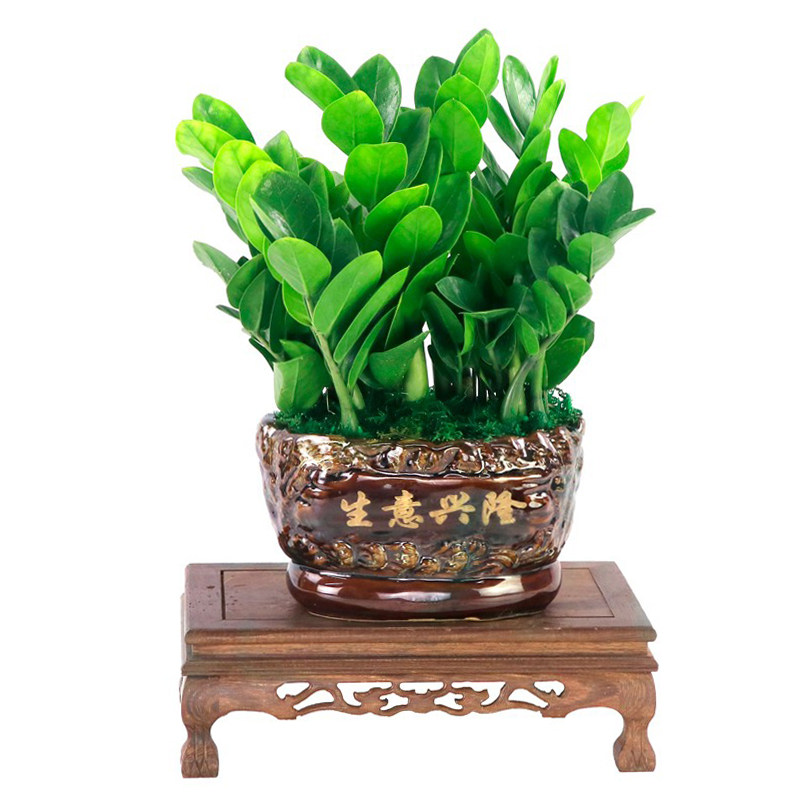 大盆办公室送礼开业乔迁盆栽摇钱树植物客厅金钱树绿植