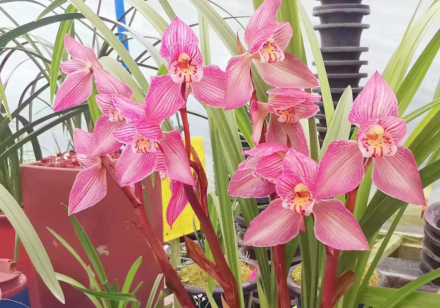 包邮当年开花名品兰花苗盆栽 春剑富贵红 阳台庭院浓香花卉绿植