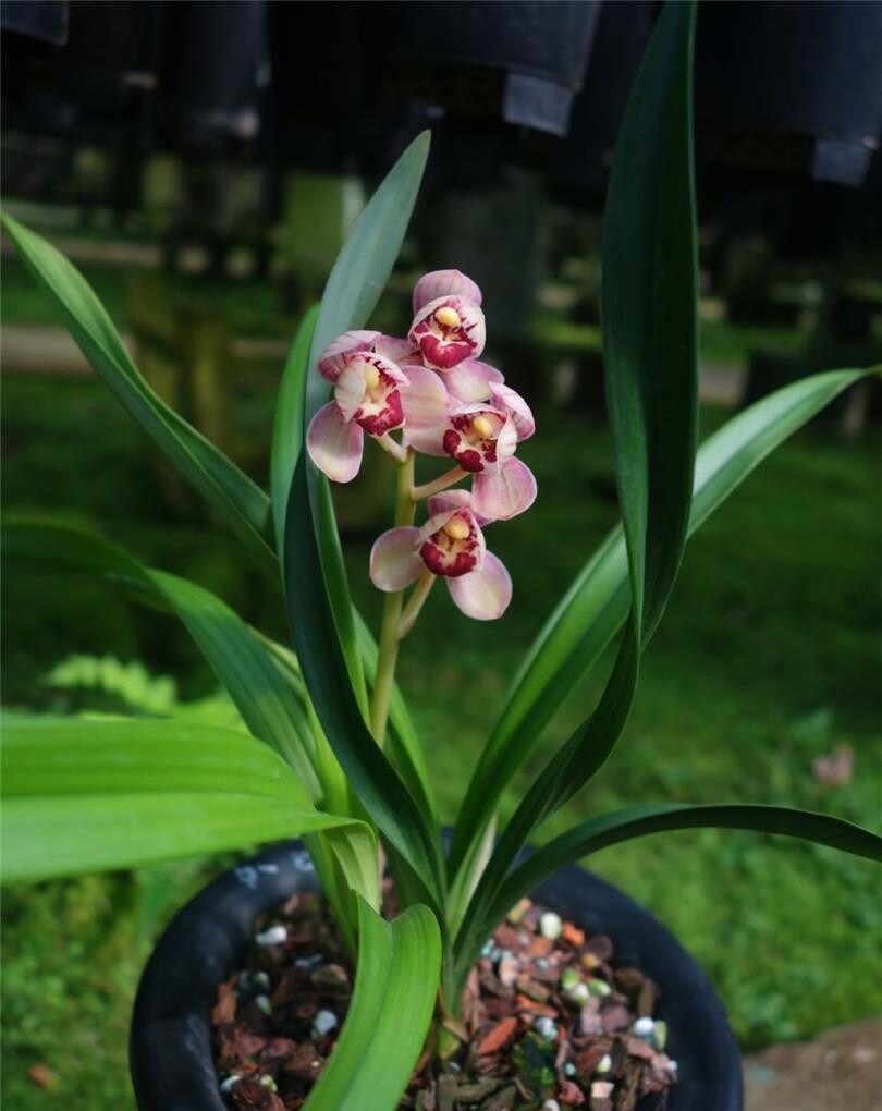 兰花包邮当年开花四季花卉盆栽建兰红月阳台时令草本花卉