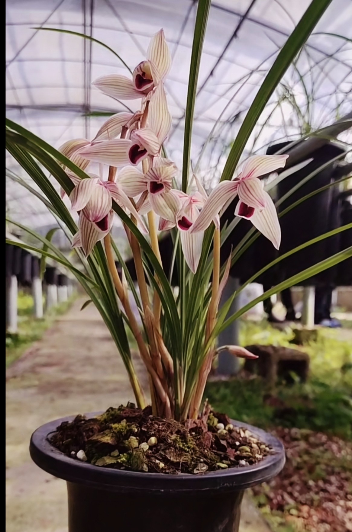 包邮当年开花花名品兰花苗莲瓣心心相印阳台客厅时令草本花卉
