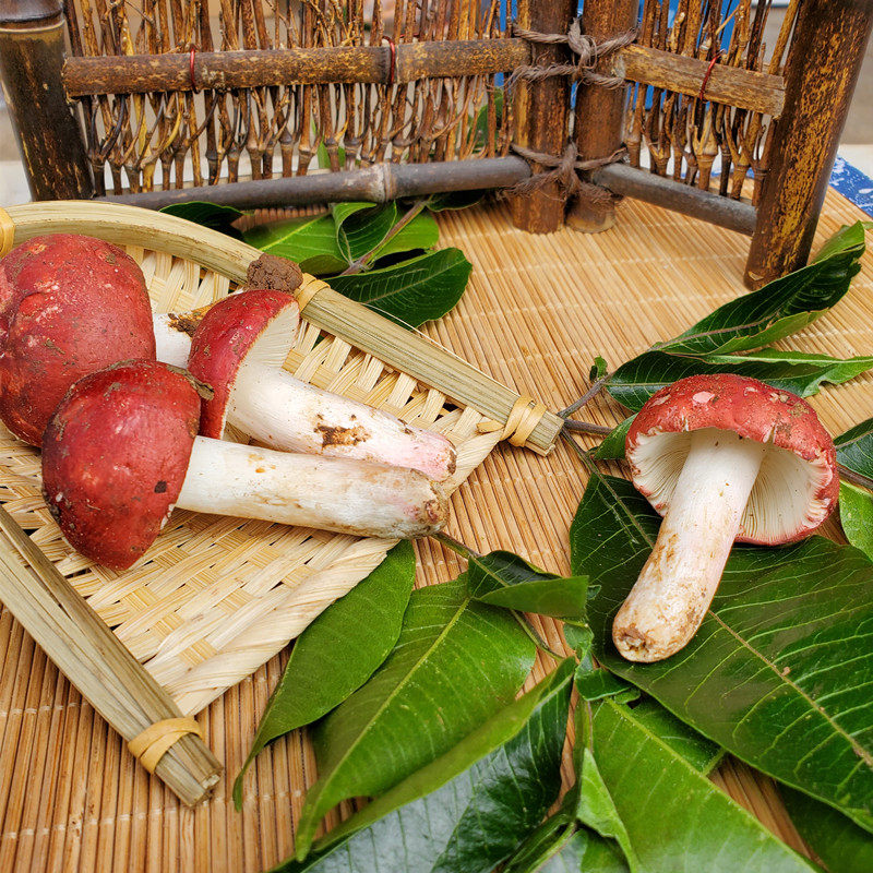 新鲜野生红菇不开开伞红椎大红精选骨朵云南新鲜松茸