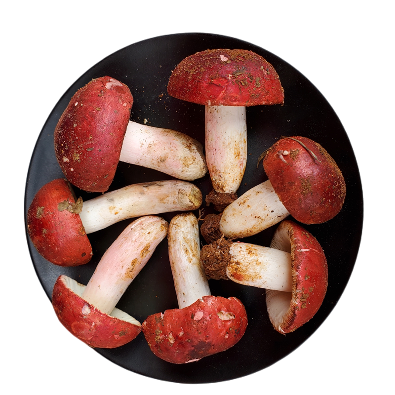 新鲜野生红菇不开开伞红椎大红精选骨朵云南新鲜松茸