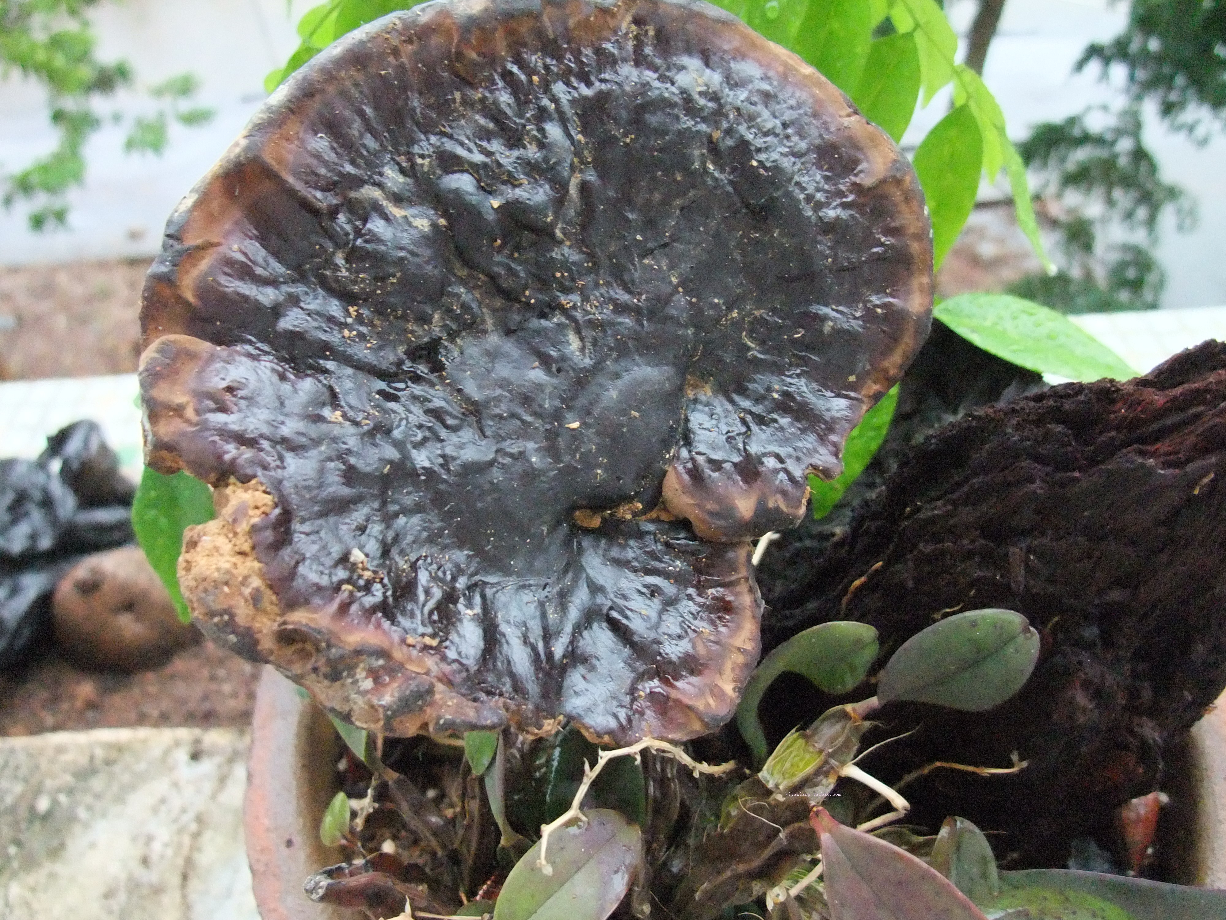 灵芝海南五指山纯野野生有柄紫芝整枝250克整枝灵芝