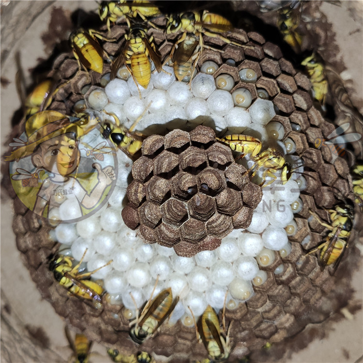黑盾蜂王10只广东黑盾马蜂胡蜂黄蜂蜂王一对一交配刘氏蜂业