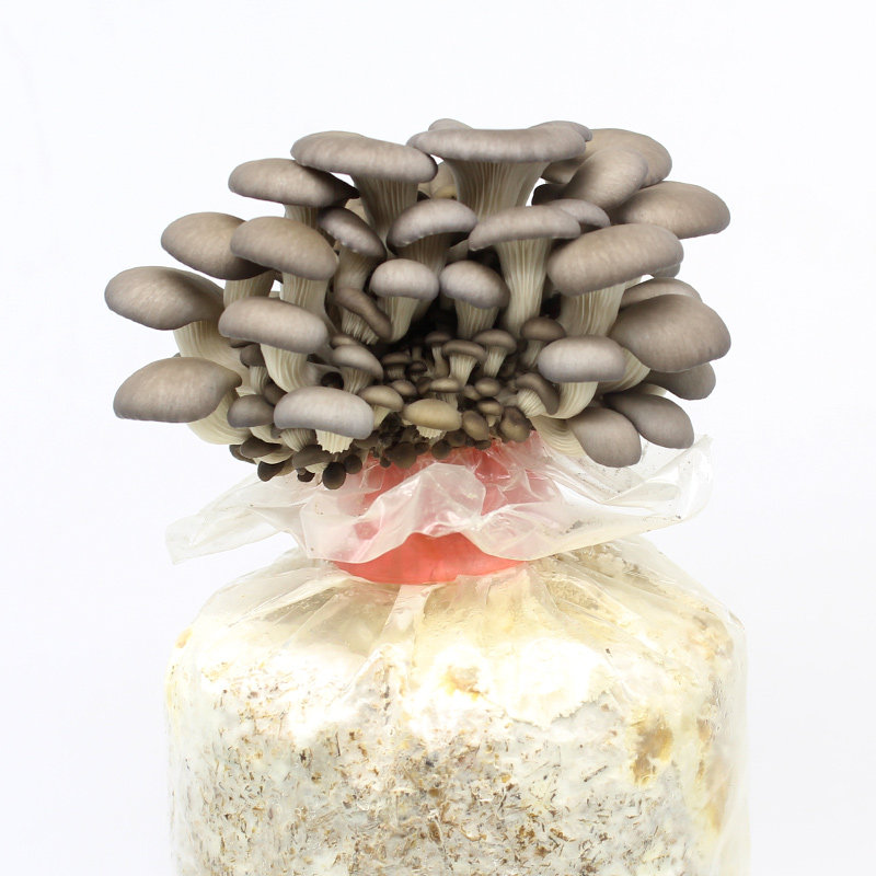 悦蘑菇娘黑姬菇菌中蘑菇菌包菌棒盆栽食用菌家庭蘑菇种植菌包包邮