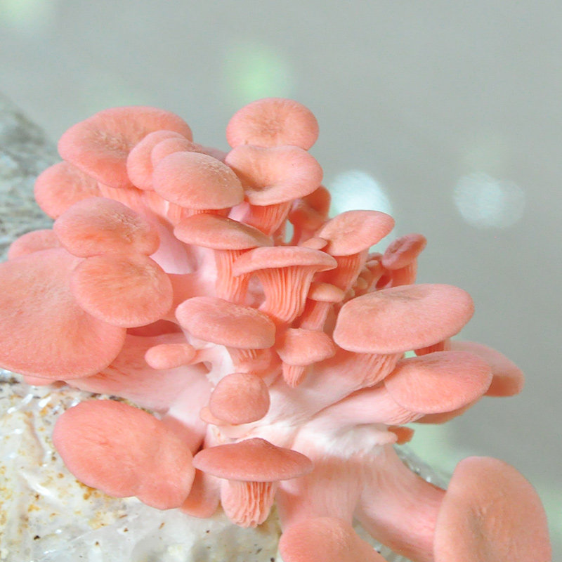 悦蘑菇娘 红平菇菌种蘑菇菌包菌棒盆栽食用菌家庭蘑菇种植菌包