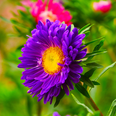 翠菊混色重四季开花花籽易活花种盆栽阳台庭院室外种籽家庭园艺种子