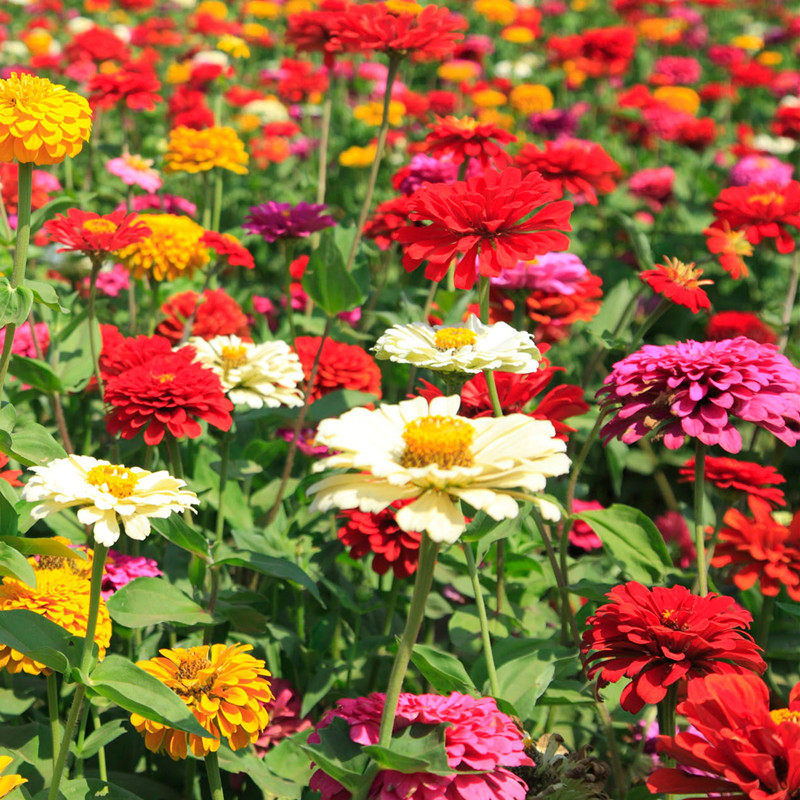 百日草花种子四季开花花籽各种易种易活百日菊种孑盆栽庭院室外