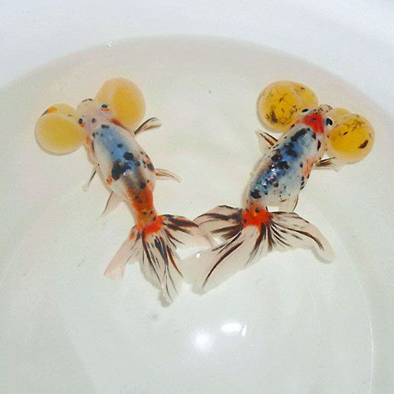 精品红水泡金鱼活体大泡眼水族宠物观赏鱼冷水淡水鱼花水泡国粹鱼