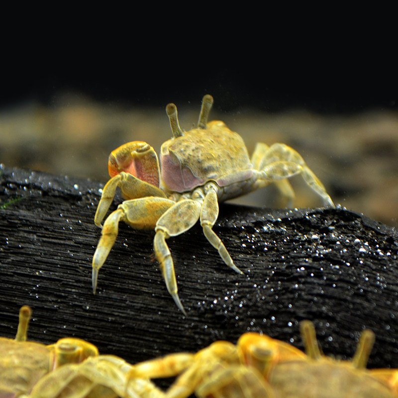 辣椒水陆迷你谭氏泥蟹观赏蟹包邮草缸活体宠物蟹