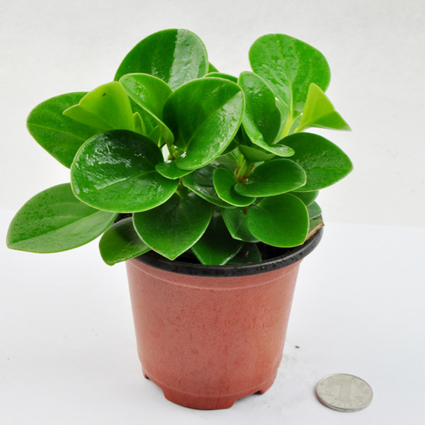 盆栽青叶碧玉豆瓣四季绿植室内花卉办公桌小盆绿植