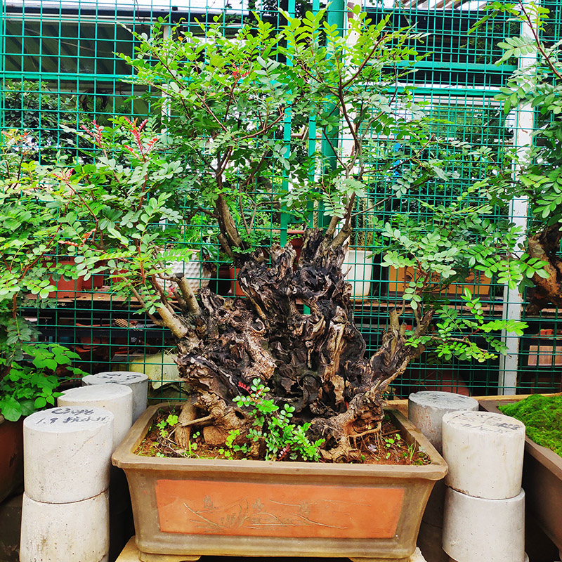 云南红芽清香木盆景紫油木香叶树老桩盆栽细叶楷木虎斑檀清香树