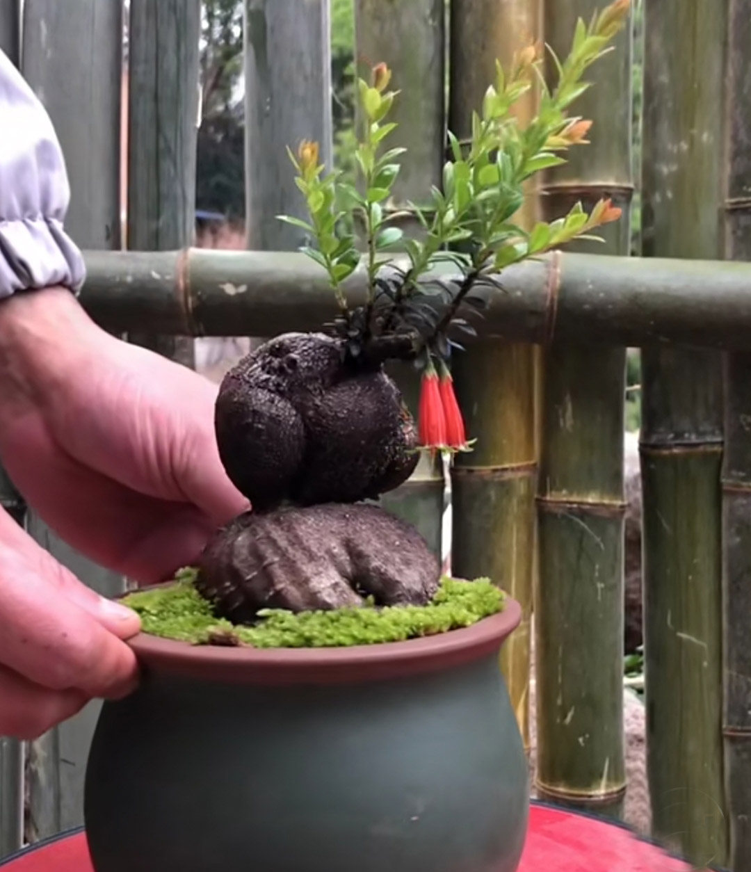 红花金钟五翅灯笼小叶萝卜倒挂室内阳台绿植绿植