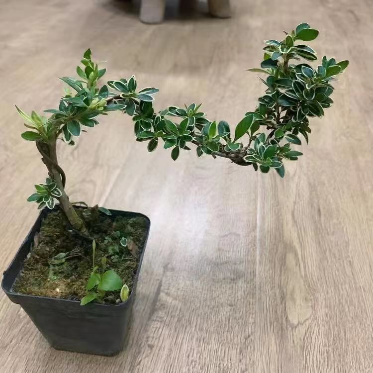 造型盆景提根六月雪小盆盆栽微型实物禅意老桩绿植